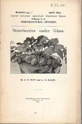 Bailey, L. H. and Hunn, C. E.: Strawberries under Glass. (= Bulletin 134, April, 1897. Cornell University Agricultural Experiment Station. Ithaca, N. Y. Horticultural Division.).