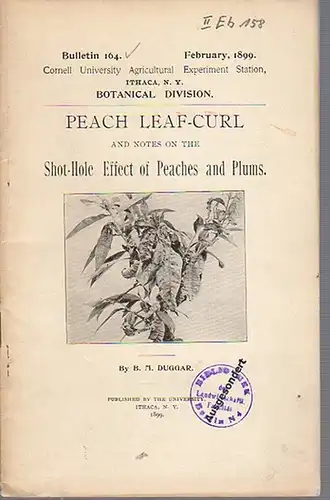 Duggar, B. M.: Peach Leaf-Curl and notes on the Shot-Hole Effect of Peaches and Plums. (= Bulletin 164, February, 1899. Cornell University Agricultural Experiment Station. Ithaca, N. Y. Botanical Division.).