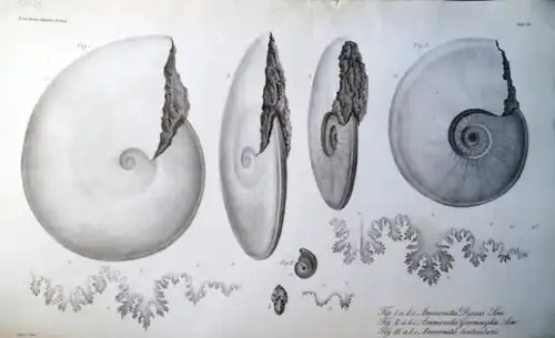 Buch, Leopold von ; Unte, C. (Lith.) ; Renaud, A. (Druck):- Lithographierte Tafel VII aus L.v. Buch`s gesammelten Schriften IV. Band: Fig. 1 a, b, c Ammonites Discus Sow. Fig. 2 a, b, c Ammonites Greenoughii Sow. Fig. 3 a, b, c Ammonites lenticularis.