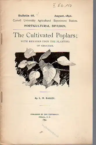 Bailey, L. H.: The Cultivated Poplars; with Remarks upon the planting of Grounds. (= Bulletin 68, August, 1894. Cornell University Agricultural Experiment Station. Horticultural Division.).