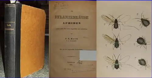 Koch, C.L: Die Pflanzenläuse. Aphiden getreu nach dem Leben abgebildet und beschrieben. Mit 54 fein ausgemalten Kupfertafeln. 