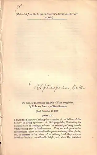 Lynch, R. Irwin: On Branch Tubers and Tendrils of Vitis gongylodes. Read November 21, 1878. Extracted from the Linnean Society´s Journal-Botany, Vol. XVII. 