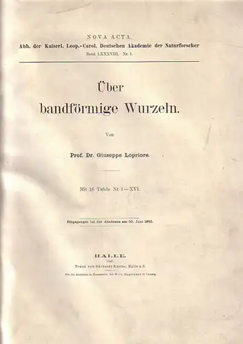 Lopriore, Giuseppe: Über bandförmige Wurzeln. 