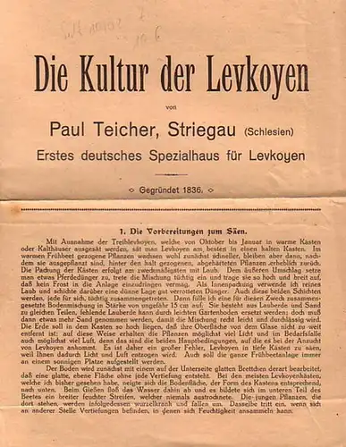 Die Kultur der Levkojen