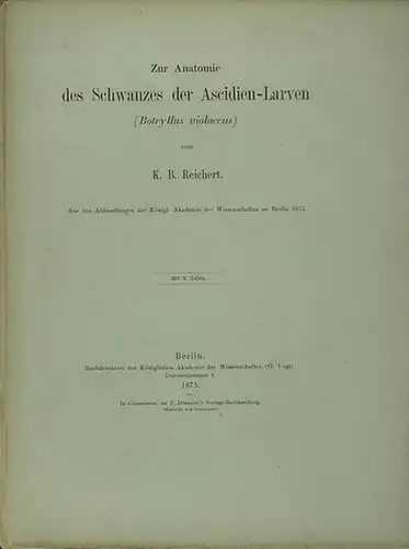 Reichert, K.B: Zur Anatomie des Schwanzes der Ascidien-Larven (Botryllus violaceus). Aus den Abhandlungen der Königl. Akademie der Wissenschaften zu Berlin 1875. Gelesen am 15. März 1875. 