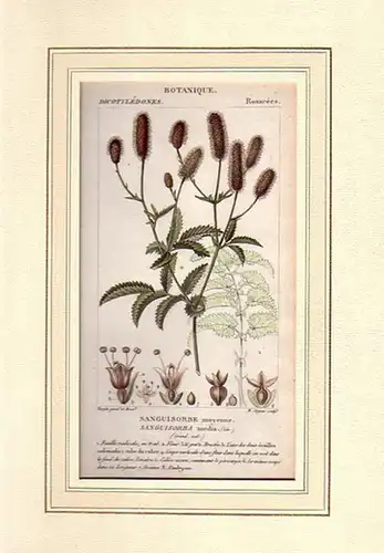 Botanik: Botanique. Dicotylédones. Rosacées. Sanguisorbe moyenne. Sanguisorba media. 