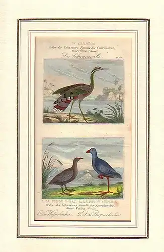 Ornithologie: Le Caurale. Pl. 161: Die Schwanzralle, das Wasserhuhn, das Purpurhuhn. 