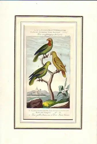 Ornithologie: L' amazone à tèteblanche. Pl. 125: Die weißköpfige Amazone, die gelbe Amazone, der Auru-Kurau. 