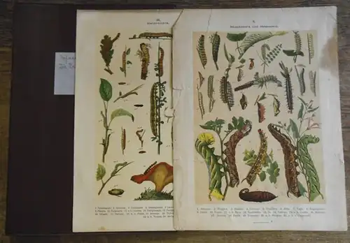 Hofmann, Ernst: Die Raupen der Gross-Schmetterlinge Europas. 