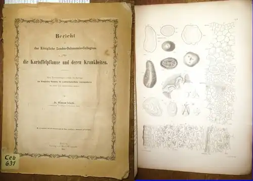 Schacht, Hermann: Bericht an das Königliche Landes Oekonomie Collegium über die Kartoffelpflanze und deren Krankheiten. Nach Untersuchungen, welche im Auftrage des Königlichen Ministerii für Landwirthschaftliche.. 