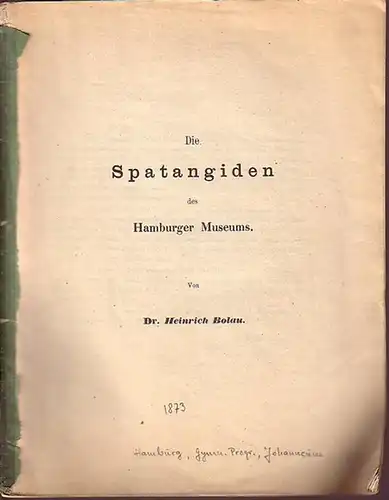 Bolau, Heinrich: Die Spatangiden des Hamburger Museums. Aus Gymn. Progr., Johanneum, Hamburg, 1873. 