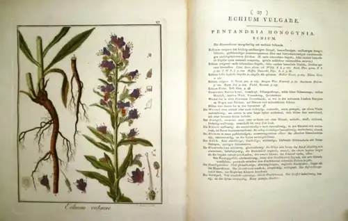 Haas, P. (sculp.). - Natternkopf: Colorierter Originalstich: Gewöhnlicher Natternkopf. Echium Vulgare-Pentandria Monogynia Echium. Tafel Nr. 27. Textbeilagen zu Tafeln 25 bis 28. Wahrscheinlich aus dem...