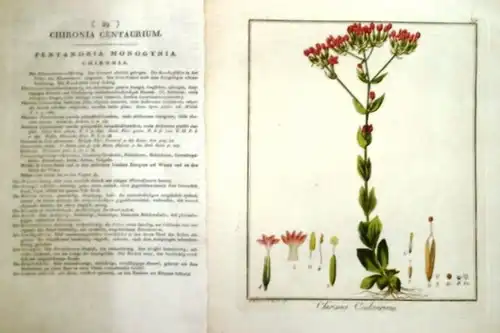 Guimpel, F. (pinx et sculp.): Colorierter Originalstich: Chironia Centaurium (Tausendgüldenkraut). Tafel Nr. 29. Textbeilagen zu Tafeln 29 und 30. Wahrscheinlich aus dem Werk "Deutschlands phanerogamische Giftgewächse" v. Brandt u. Ratzeburg. 