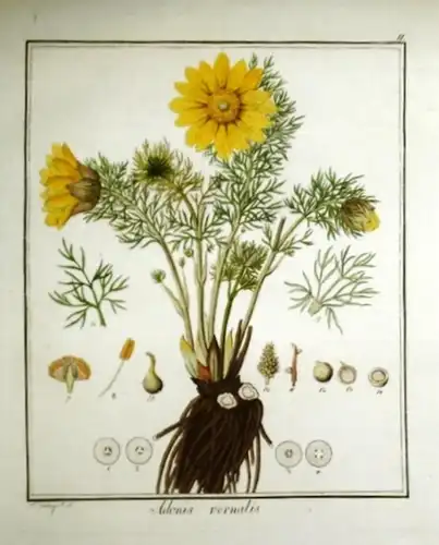 Guimpel, F. (pinx et sculp.): Colorierter Originalstich: Adonis Vernalis (Frühlings - Adonisröschen). Tafel Nr. 11. Wahrscheinlich aus dem Werk ' Deutschlands phanerogamische Giftgewächse ' v. Brandt und Ratzeburg. 