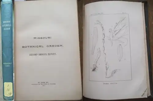 Missouri Botanical Garden. - Trelease, William: Missouri Botanical Garden. Second annual report. Scientific Paper:  Revision of North American species of Epilobium- by William Trelease. 