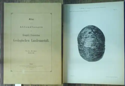 Koenen, A. von: Atlas von dreiunddreissig Tafeln zu der Abhandlung: Die Polyptychites Arten des Unteren Valanginien. Hrsgg. von der Königlich Preussischen Geologischen Landesanstalt. (=Atlas zu.. 