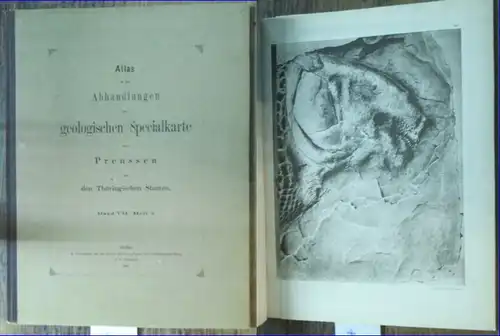 Branco, W: Atlas von acht (8) Lichtdruck Tafeln  zu der  Abhandlung: Beiträge zur Kenntniss der Gattung Lepidotus.  Hrsg. Von der Königlich Preussischen.. 