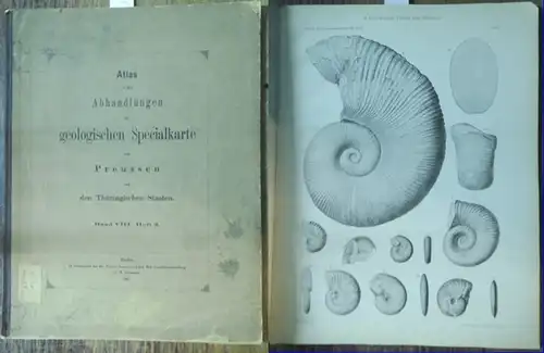 Goslar.   Dörnten.   Denckmann, August: Atlas von zehn lithographirten Tafeln zu der Abhandlung: Über die geognostischen Verhältnisse der Umgegend von Dörnten nördlich.. 