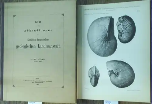 Müller, G. / Wollemann, A: Atlas von elf Tafeln zu der Abhandlung: Die Molluskenfauna des Untersenon von Braunschweig und Ilsede. II. Die Cephalopoden. Hrsg. Von.. 