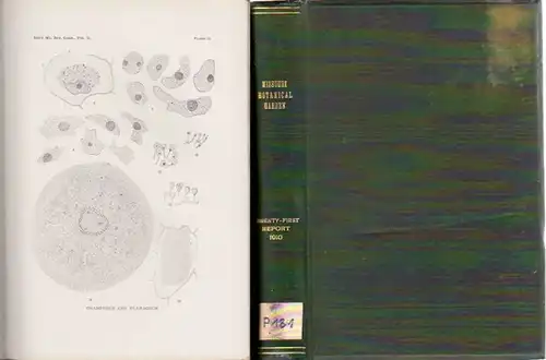 Missouri Botanical Garden. - Ada Hayden // Periodicity in Spirogyra. - By C. H. Danforth / E. G. Arzberger / Francis E. Lloyd / David Griffiths / R. R. Gates /  Perley Spaulding: Missouri Botanical Garden. Twenty-First Annual Report. Scientific Papers:  T