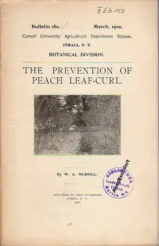 Murrill, W. A: The Prevention of Peach Leaf-Curl. (= Bulletin 180, March, 1900. Cornell University Agricultural Experiment Station, Ithaca N. Y. Botanical Division). 