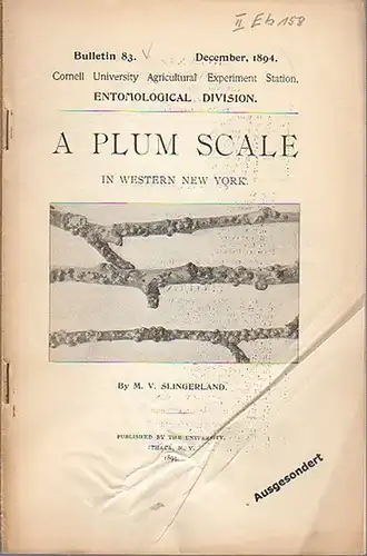 Slingerland, M. V: A Plum Scale in Western New York. (= Bulletin 83, December, 1894. Cornell University Agricultural Experiment Station. Entomological Division). 