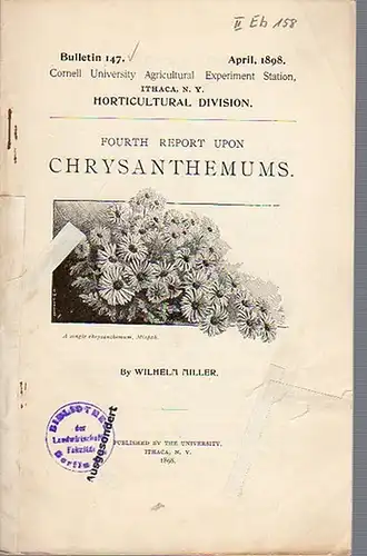 Miller, Wilhelm: Fourth Report upon Chrysanthemums. (= Bulletin 147, April, 1898. Cornell University Agricultural Experiment Station. Ithaca, N. Y. Horticultural Division). 