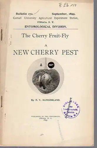 Slingerland, M. V: The Cherry Fruit-Fly a New Cherry Pest. (= Bulletin 172, September, 1899. Cornell University Agricultural Experiment Station, Ithaca N. Y. Entomological Division). 