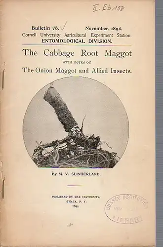 Slingerland, M. V: The Cabbage Root Maggot with notes on The Onion Maggot and Allied Insects. (= Bulletin 78, November, 1894. Cornell University Agricultural Experiment Station. Entomological Division). 