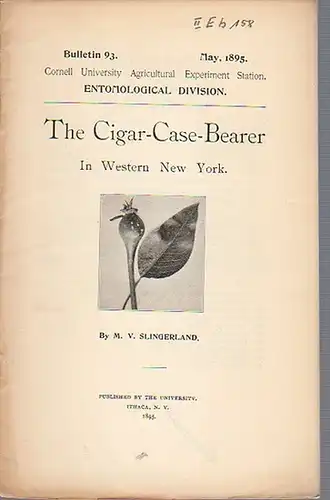 Singerland, M. V: The Cigar-Case-Bearer In Western New York. (= Bulletin 93, May, 1895. Cornell University Agricultural Experiment Station.Entomological Division). 