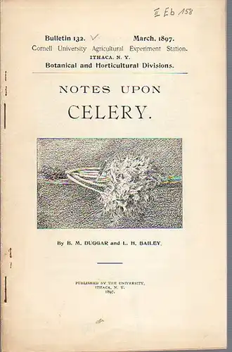 Duggar, B. M. and Bailey, L. H: Notes upon Celery. (= Bulletin 132, March, 1897. Cornell University Agricultural Experiment Station. Ithaca, N. Y. Botanical and Horticultural Divisions). 