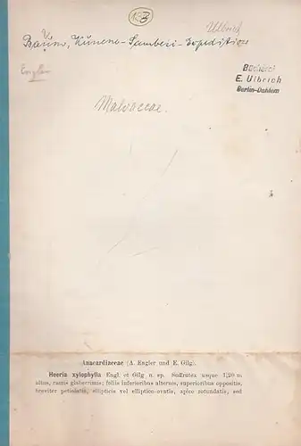 Warburg, Otto / Hugo Baum (Hrsg.): Kunene - Sambesi Expedition. Separatabdruck der Pflanzenfamilien von Anarcadiaceae - Sapotaceae (von Hugo Baum). 