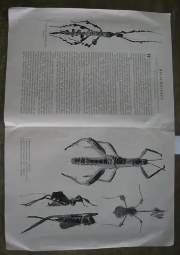 Ramme, Willy: Heuschrecken.  (Sonderdruck ohne  Zeitschriftennamen, Verlag und Jahr, vielleicht Berliner entomologische Zeitschrift)). 