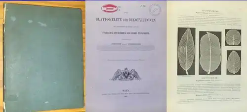 Ettingshausen, Constantin Ritter von: Die Blatt-Skelete der Dikotyledonen mit besonderer Rücksicht auf die Untersuchung und Bestimmung der fossilen Pflanzenreste. (Hier nur der Textband!). 