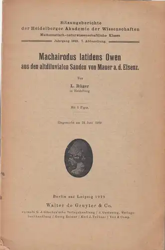 Rüger, L: Machairodus latidens Owen aus den altdiluvialen Sanden von Mauer a. d. Elsenz. Mi 1 Figur ( Sitzungsberichte der Heidelberger Akademie der  Wissenschaften, mathematisch-naturwissenschaftliche Klasse Jahrgang 1929, 7. Abhandlung ). 