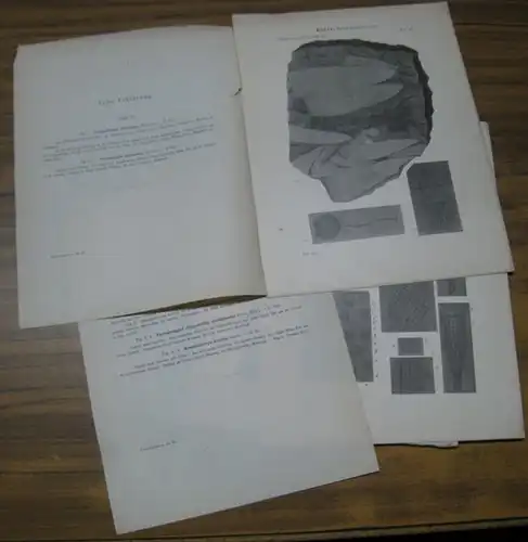 Palaeontographica. - Hermann Rauff: Konvolut mit 14 ( von 17 ) Tafeln aus: Palaeospongiologie ( Palaeontographica, Band XL / 40 ). - Enthalten sind die Nummern II, III, IV, V, VI, VII, VIII, IX, X, XI, XII, XIII, XIV und XV. 