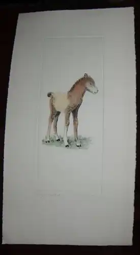 Fohlen. - Farbradierung. - ( Wühling ? ): Originale Farbradierung ohne Titel: Fohlen. 
