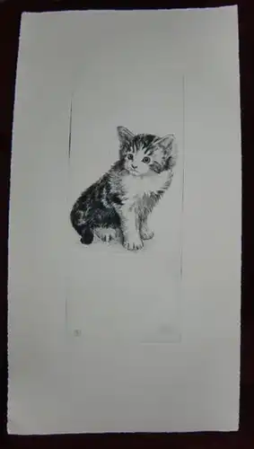 Junges Kätzchen. - Farbradierung: Originale Farbradierung ohne Titel: Junges Kätzchen. 