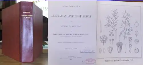 Mueller, Baron Ferd. von: Iconography of Australian species of Acacia and Cognate genera. Decades I. - XIII., 1887 - 1888 in one Volume. With introduction. Complete!. 
