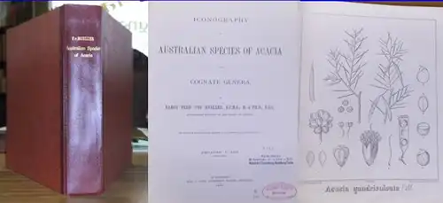Mueller, Baron Ferd. von: Iconography of Australian species of Acacia and Cognate genera. Decades I. - XIII., 1887 - 1888 in one Volume. With introduction. Complete!.