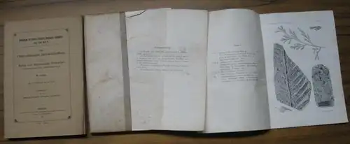 Gothan, W. - Herausgeber: Königlich Preußische Geologische Landesanstalt: Die Oberschlesische Steinkohlenflora. I. Teil: Farne und farnähnliche Gewächse ( Cycadofilices bezw. Pteridospermen ). 