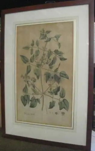 Usteri, Paul(us): Clematis Vitalba L. 246 ( 244 ) - ( Gewöhnliche Waldrebe ). - Aus: Annalen der Botanick ( Botanik ), Band 4, erschienen in Zürich bei Orell, Gessner, Füssli und Comp., 1793.