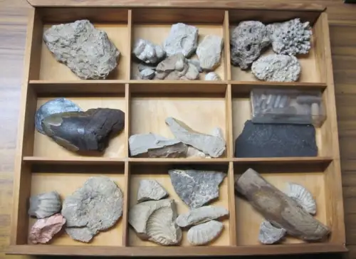 Schaukasten mit Fossilien: Schaukasten mit Fossilien. Ammoniten, versteinerte Korallen und Zahn eines Megalodon. 9 abgeteilte Fächter mit etwa 35 Präparaten. 