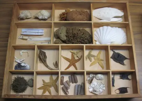 Schaukasten: Schaukasten mit Meerestieren. Muscheln, Schwämme, Schnecken, Seesterne etc. 16 abgeteilte Fächer mit 44 Präparaten. 