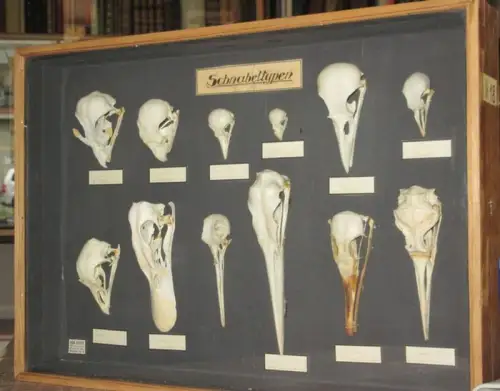 Höpfel   Gebrüder Höpfel,  Naturwissenschaftliches Institut, Berlin: Schnabeltypen. Schaukasten / Lehrkasten für den biologischen Unterricht. Ausgestellt sind die Schnabelformen von Bussard, Papagei, Specht.. 