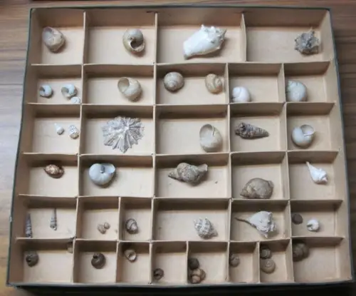 Schaukasten mit Schnecken: Schaukasten mit 44 Schnecken. Sammlung verschiedener Meeres- und Landschnecken, eingelegt in 33 abgeteilte Fächer. 