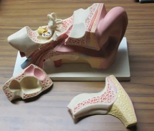 Ohrmodell: Ohr - Modell des menschlichen Ohres. 