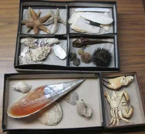 Strandfunde: Strandfunde. 26 Muscheln, Schnecken, Seesterne etc. in 3 Pappschachteln. 