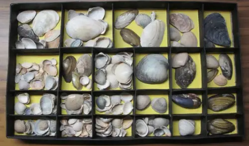 Schaukasten mit Muscheln: Schaukasten mit Muscheln. Muschelfunde. Ungezählte (über 100) Muscheln, eingelegt in 23 abgeteilte Fächer. 