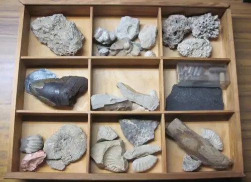 Schaukasten mit Fossilien: Schaukasten mit Fossilien. Ammoniten, versteinerte Korallen und Zahn eines Megalodon. 9 abgeteilte Fächter mit etwa 35 Präparaten. 